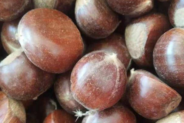 2025板栗价格多少钱一斤?