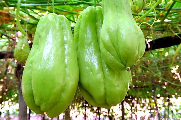 2025佛手瓜多少钱一斤?