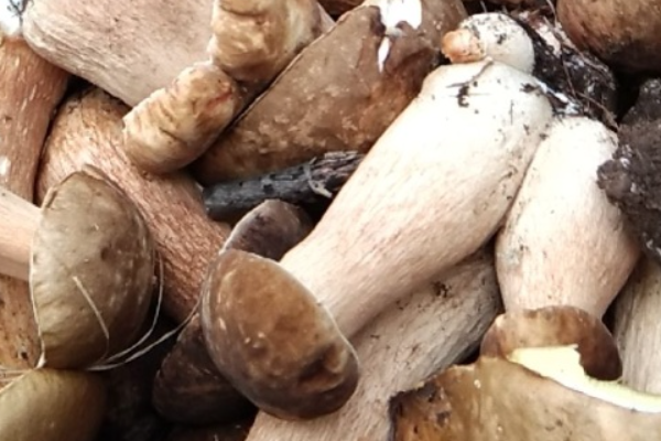 2025黑牛肝菌多少钱一斤?