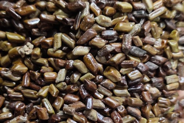 2025决明子价格多少钱一斤?