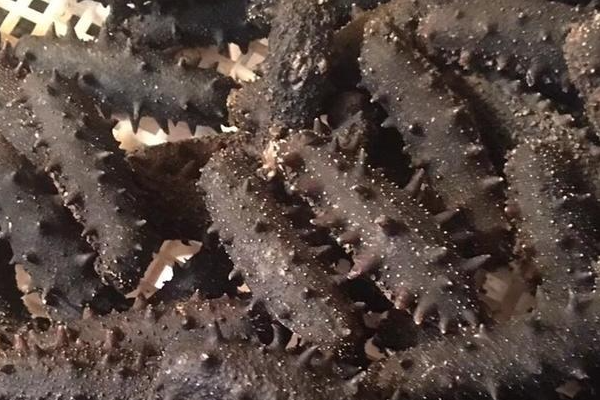 2025干海参价格大概是多少钱一斤?