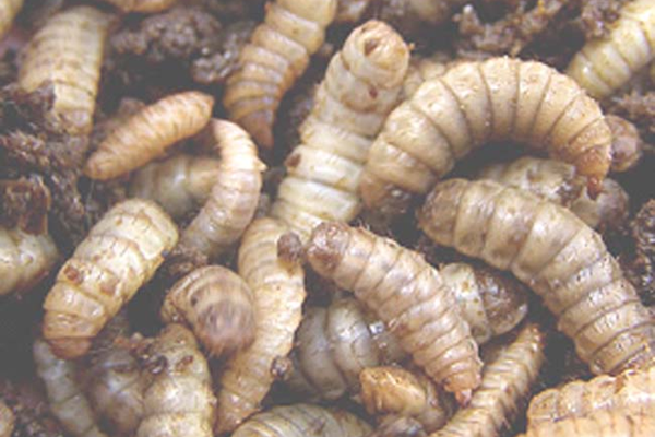 2025黑水虻多少钱一吨?