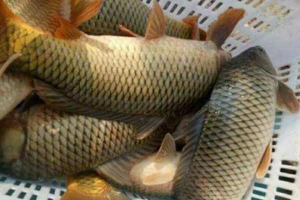 2025鲤鱼市场价多少钱一斤?