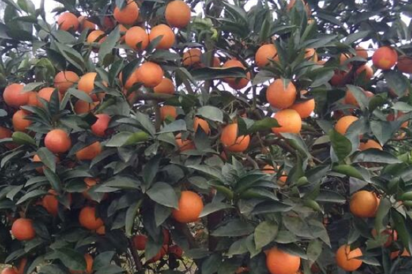 11月上市的水果有哪些？