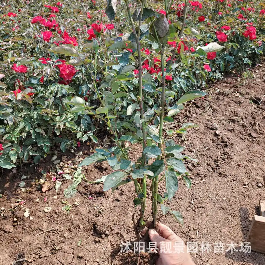 月季 陕西月季苗 丰华月季 树状月季 大华月季树苗 各种规格