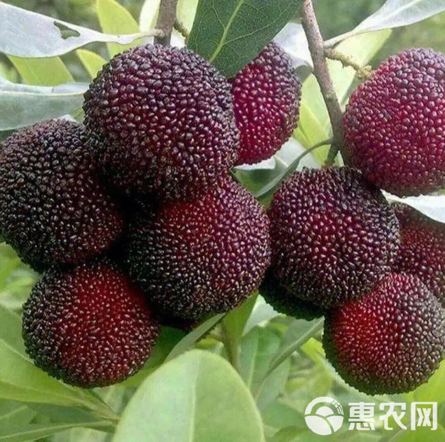 荸荠杨梅