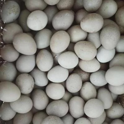 胶州市当天发货〉网红小鸡蛋，阳台鸡，可吃，可孵化。黑白灰红胸混色