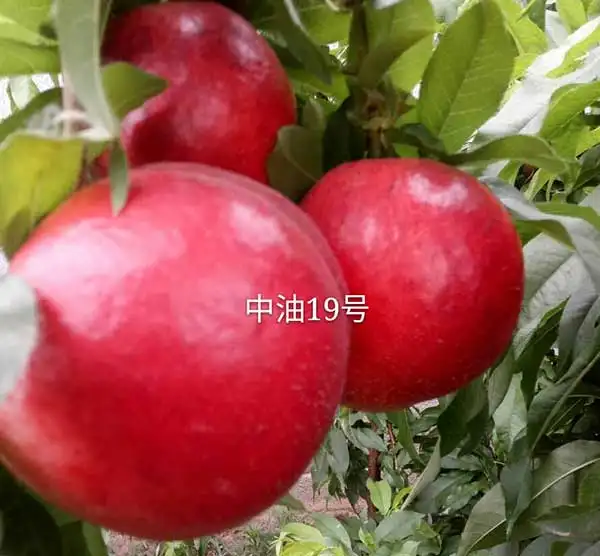 山西省永济市中油系列油桃，口感脆甜，硬度好，耐运输，欢迎致电