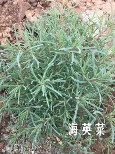 连云港碱蓬草