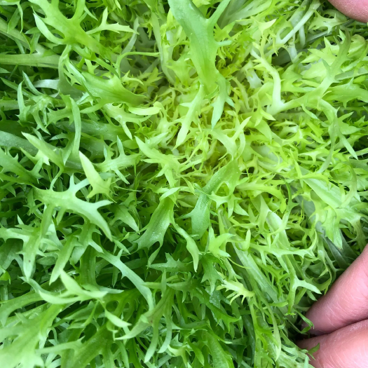 新民市精品苦菊批发零售