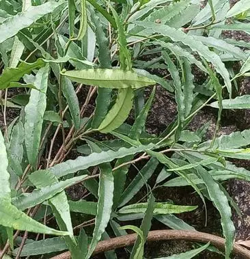 细叶牛奶树根，无硫，香浓