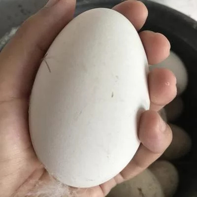 方城县新鲜鹅蛋