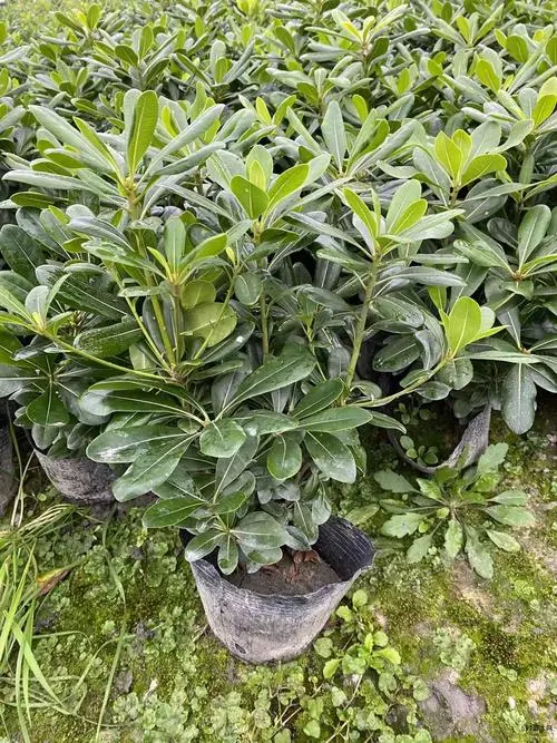 海桐 陕西海桐苗 海桐树苗球形 营养钵杯苗 各种规格量大从优