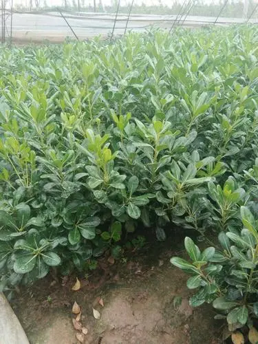 海桐 陕西海桐苗 海桐树苗球形 营养钵杯苗 各种规格量大从优