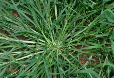 大量出售牛筋草