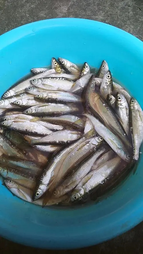 聊城纯正川条鱼