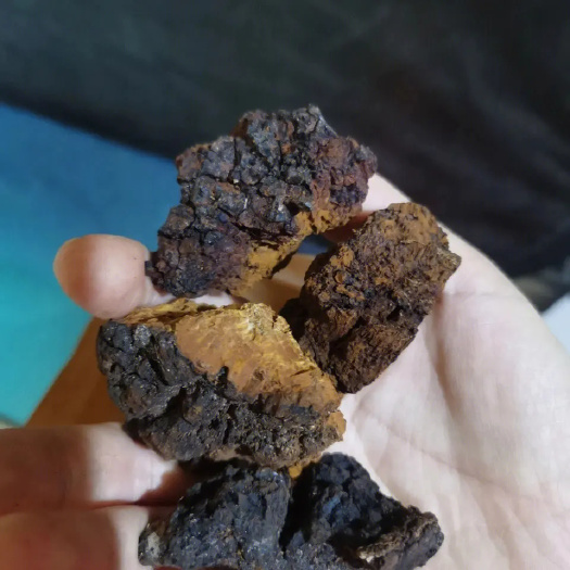 中山市桦树茸俄罗斯原块切块500g桦褐孔菌茶优质白桦茸
