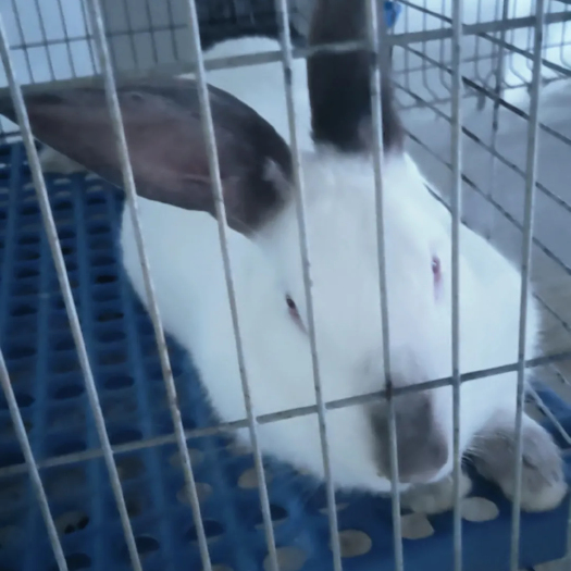 枣阳市商品兔种兔肉兔