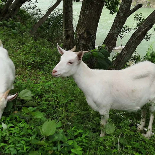 南阳因孩子奶奶生病住院大小山羊七八只紧急出售愿好心人帮助