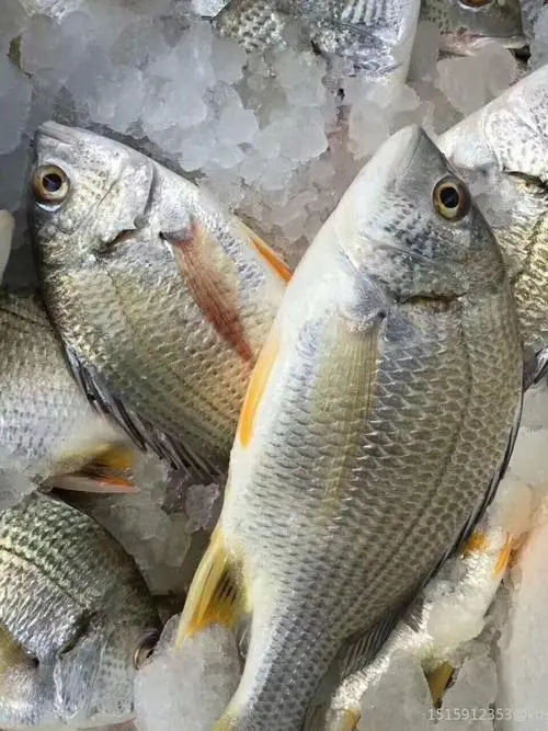 饶平县黄翅鱼