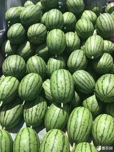 早春红玉苗，全美2K苗，特小凤小兰苗，黄瓤小西瓜直播嫁接苗