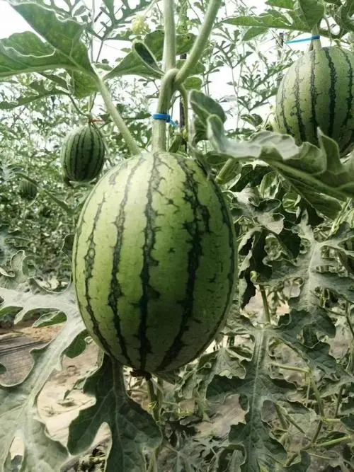 早春红玉苗，全美2K苗，特小凤小兰苗，黄瓤小西瓜直播嫁接苗