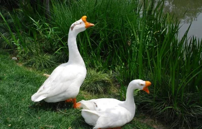 宁阳县散养粮食大鹅无饲料全粮食喂养笨大鹅