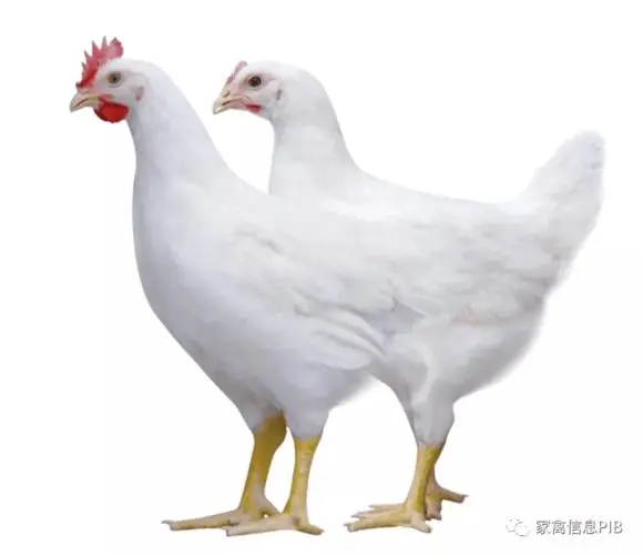 廉江市小白鸡，肉鸡，4斤左右重只，价格便宜
