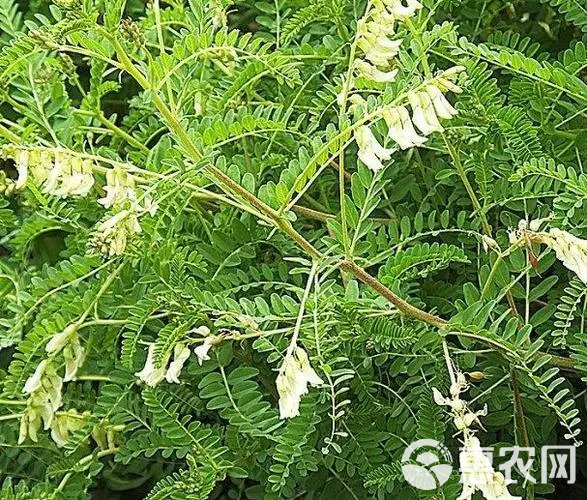 大量批发甘肃岷县黄芪一手货源产地直发