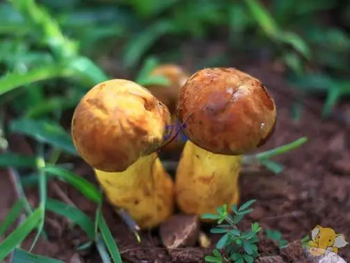 冕宁县野生菌