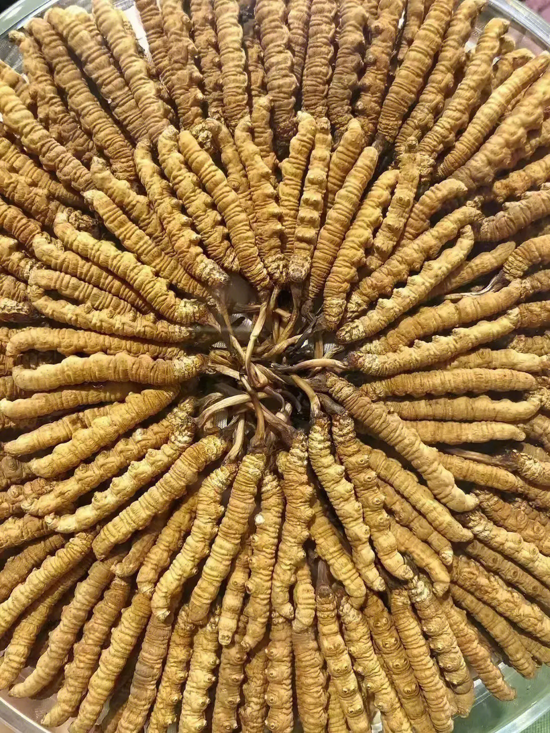 精选冬虫夏草西藏青海虫草