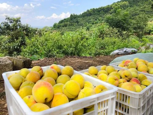 澧县新鲜湖南澧县高山红心黄桃甜蜜多汁，现摘大果