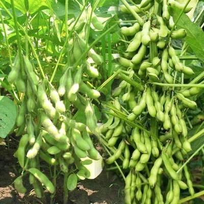 师宗县新鲜毛豆上市