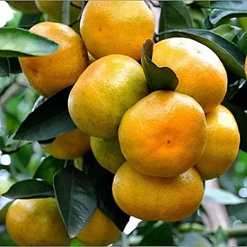 寻乌蜜橘