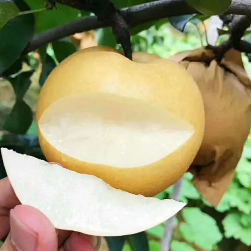 温县圆黄梨