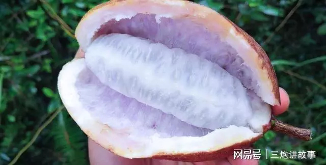 桃源县八月瓜八月瓜果肉与种子，农村人形容它是猪油拌豆鼓，果肉乳白色