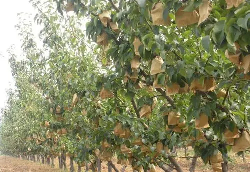 靖州县每年量产几十万斤，湖南靖州套袋金秋梨。