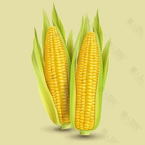 旬邑县大量玉米