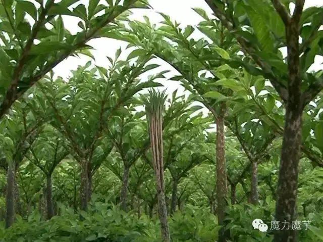 魔芋一手货源新鲜量大从优