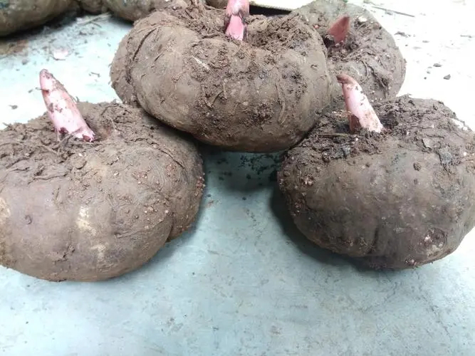 禄劝县魔芋一手货源新鲜量大从优