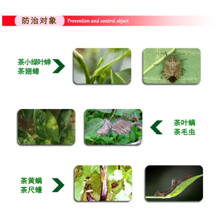 百农思达6%联菊啶虫脒白粉虱、叶蝉、烟粉虱、蓟马、黄条跳甲等