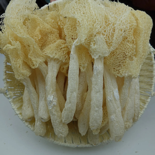 富源县红托竹荪