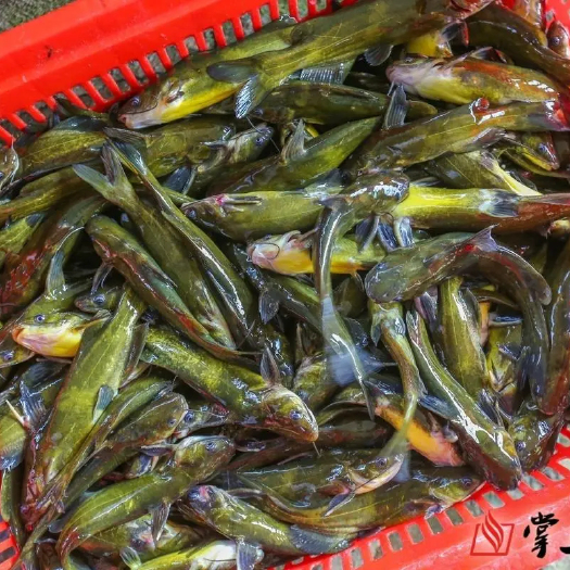 广德市山泉水养殖黄骨鱼肉嫩味美