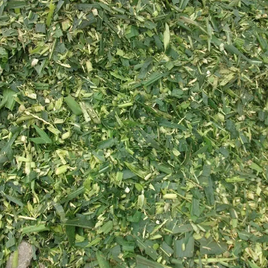石家庄玉米青贮