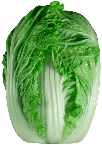 义和秋长白菜