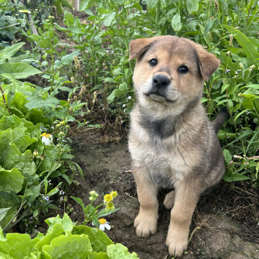 将乐县广西田园犬土狗苗活体幼崽土大体型可涨四五十斤大骨架欢迎预定