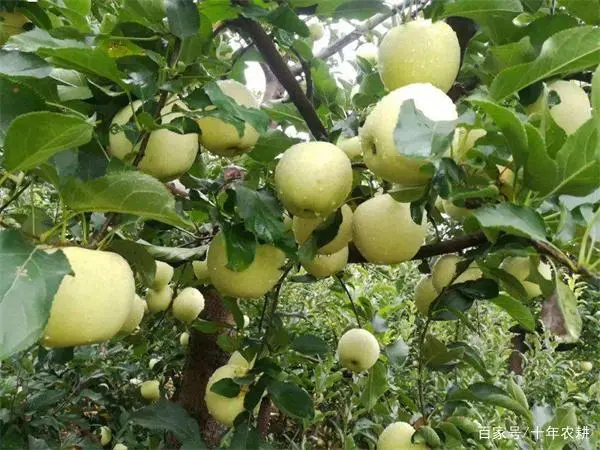 山东省平度市，王林苹果