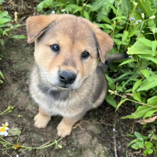 合浦县广西土狗猎犬大体型可涨四五十斤大骨架欢迎预定