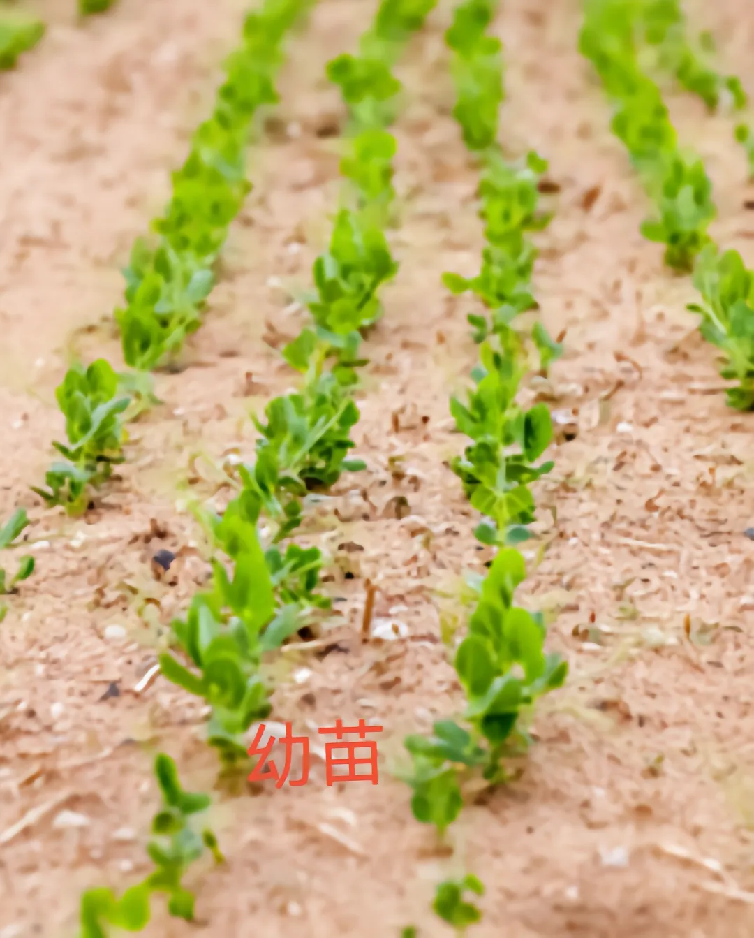长寿仁甜脆豌豆种子白花绿荚味甜抗病大荚豌豆大田用种甜豆种