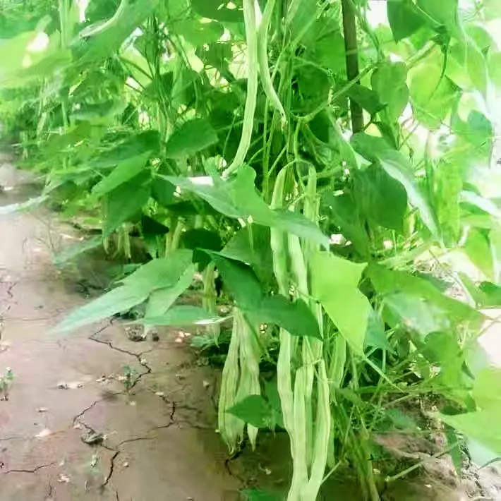 耐热无筋种架豆早熟产高春夏秋季豆角种子白芸豆九粒白芸豆圆柱形